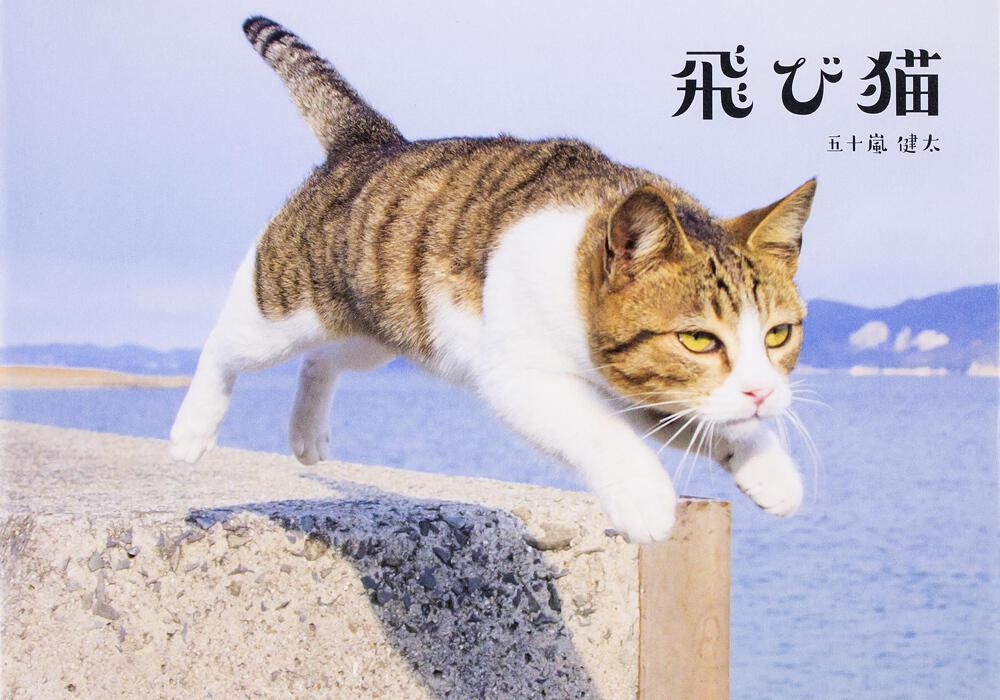 飛び猫」五十嵐健太 [写真集] - KADOKAWA