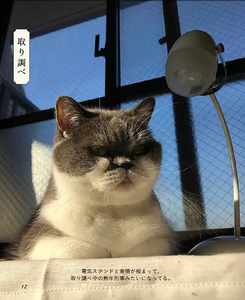 本当に信頼出来る商品 猫の絶景」みかんとじろうさん家 KADOKAWA - [写真集] その他