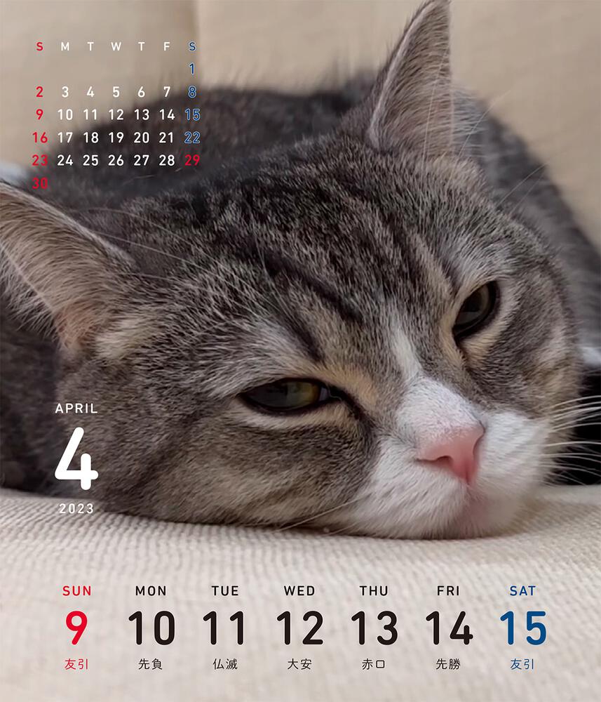 ダイソー　もちまる　卓上カレンダー　　スケジュール手帳　２点セット　猫　もち