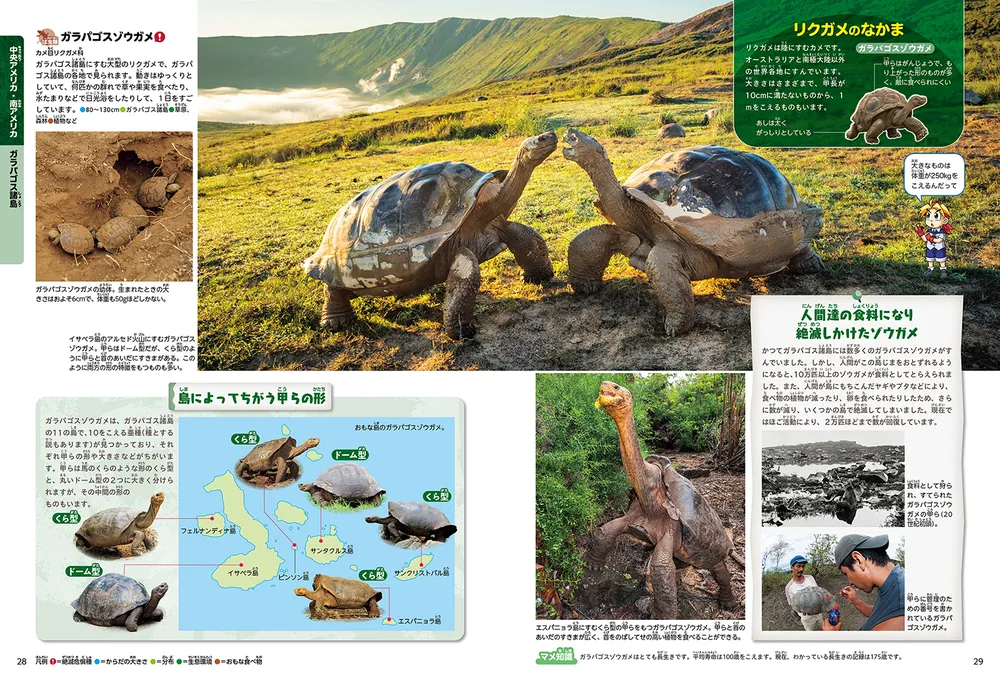 角川の集める図鑑ＧＥＴ！ は虫類・両生類」加藤英明 [学習図鑑 