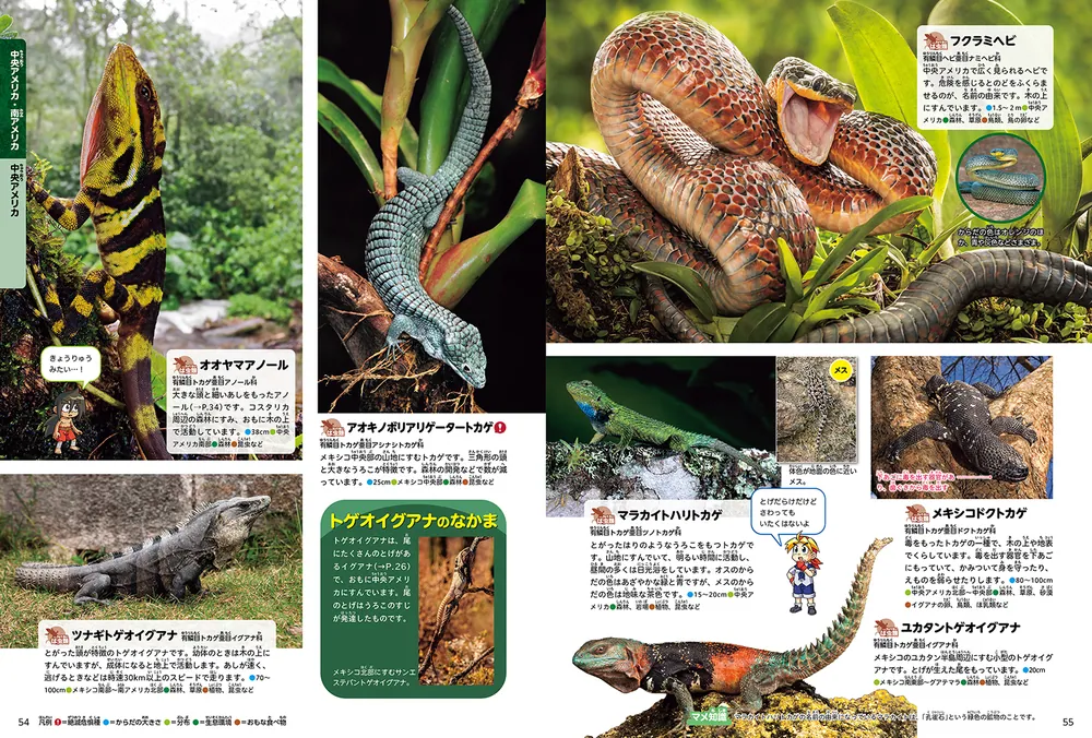 送料無料】アジアのクサリヘビ アジア 動物 爬虫類 ヘビ 毒ヘビ 図鑑 