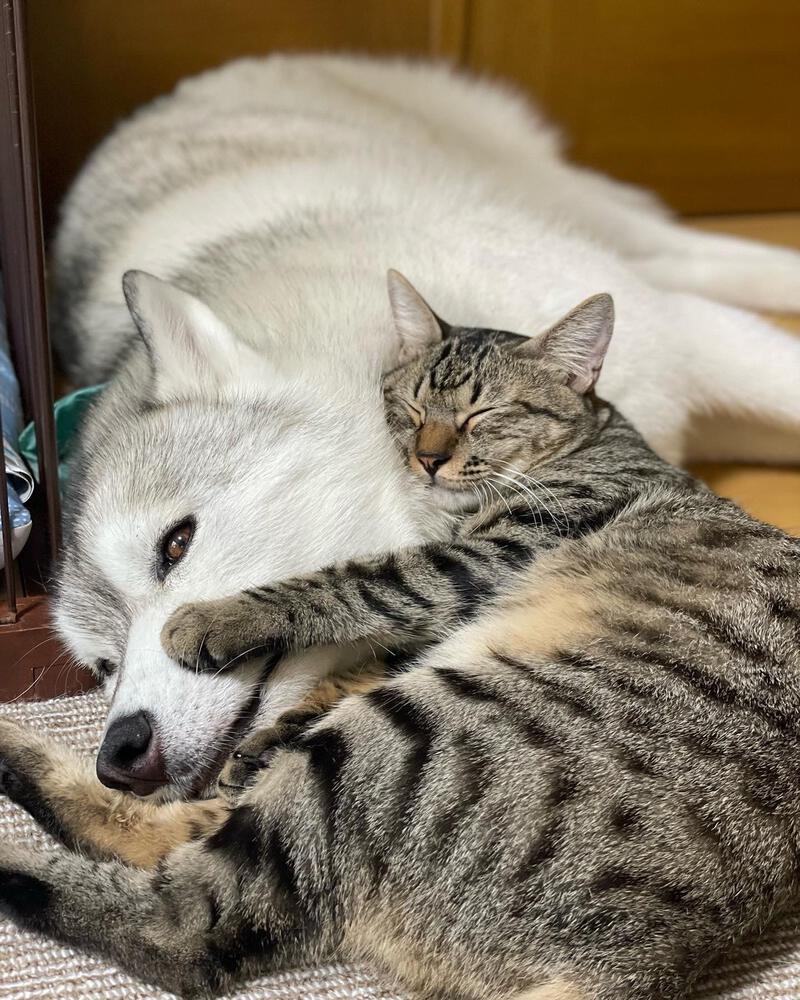 まるで親子のような犬と猫 今日も仲良し！ ユキちゃん レンちゃん サン