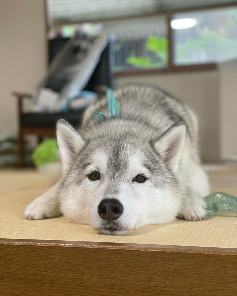 まるで親子のような犬と猫 今日も仲良し！ ユキちゃん レンちゃん サン