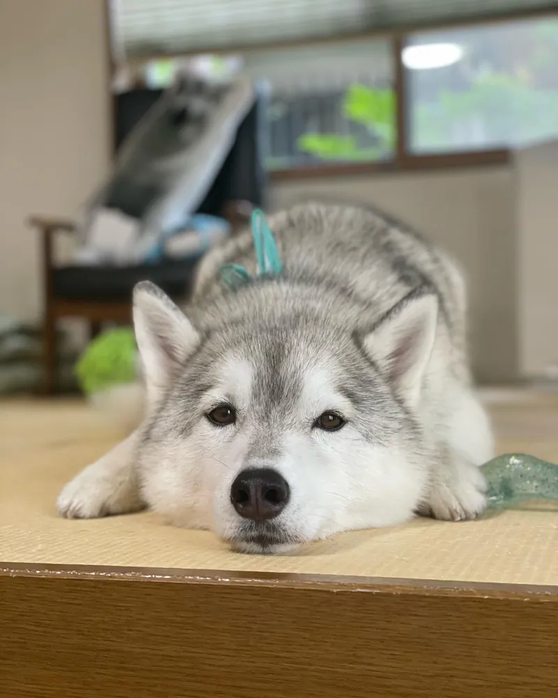 まるで親子のような犬と猫 今日も仲良し！ ユキちゃん レンちゃん サン