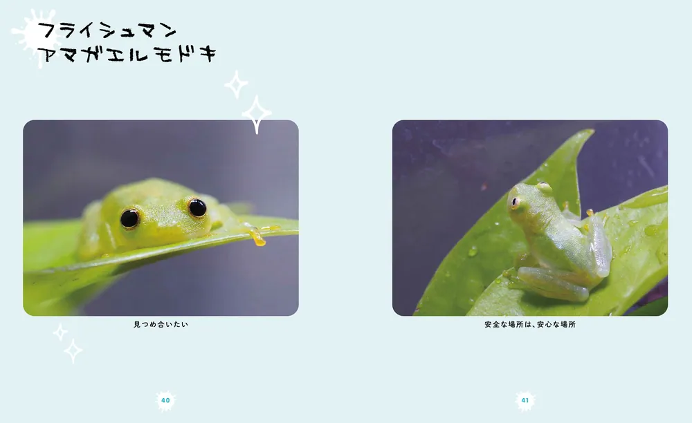 ぴよのカエルびより」ぴよ [写真集] - KADOKAWA