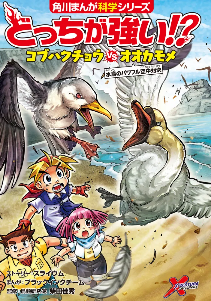 どっちが強い!? コブハクチョウvsオオカモメ 水鳥のパワフル空中