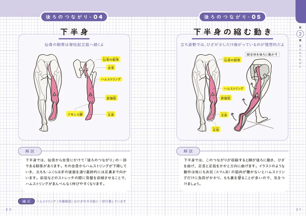 世界一わかりやすい 筋肉のつながり図鑑」きまたりょう [生活・実用書