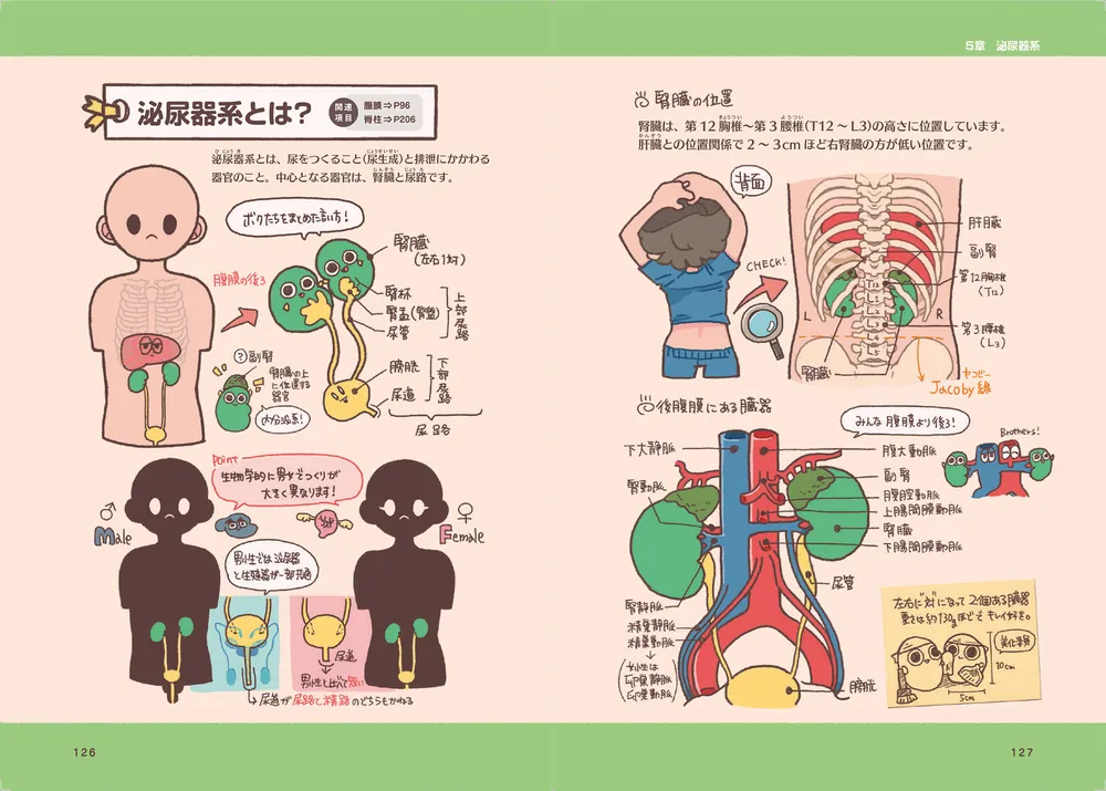 ゆるっとポップな解剖生理学 からだずかん」角野ふち [生活・実用書