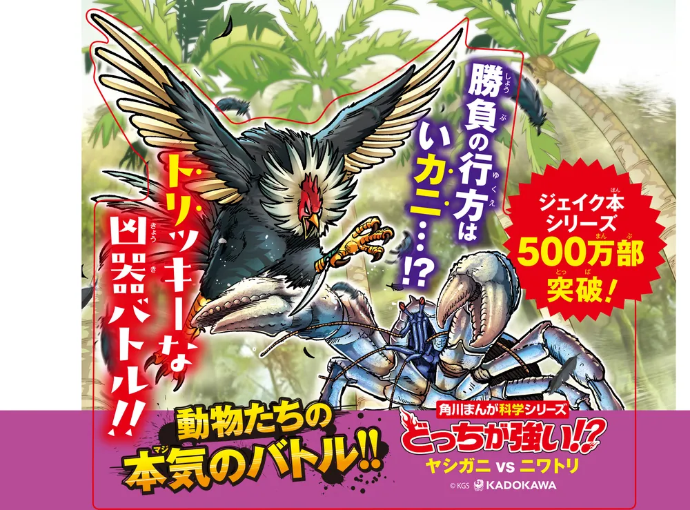どっちが強い!? ヤシガニvsニワトリ 超高速きりさきバトル」今泉