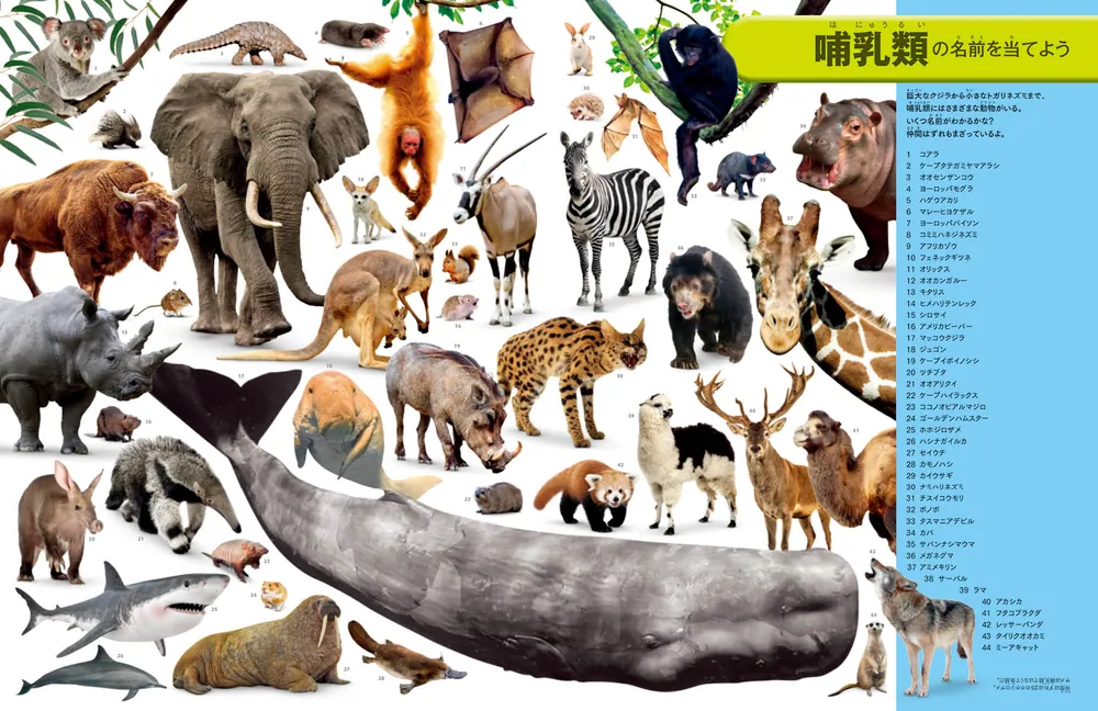世界美術大系 28巻/典昭堂 浜松の老舗古本屋