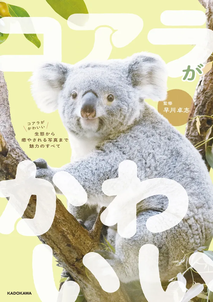コアラ コアラ｜動物園の仲間たち｜東山動植物園