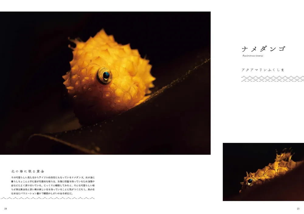 ❌水族館好き(❁ᴗ͈ˬᴗ͈)水族館の生き物 水族館の美しい生きものたち ―Aquarium Gradation―」銀鏡つかさ