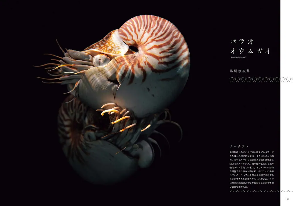 ❌水族館好き(❁ᴗ͈ˬᴗ͈)水族館の生き物 水族館の美しい生きものたち ―Aquarium Gradation― | 銀鏡