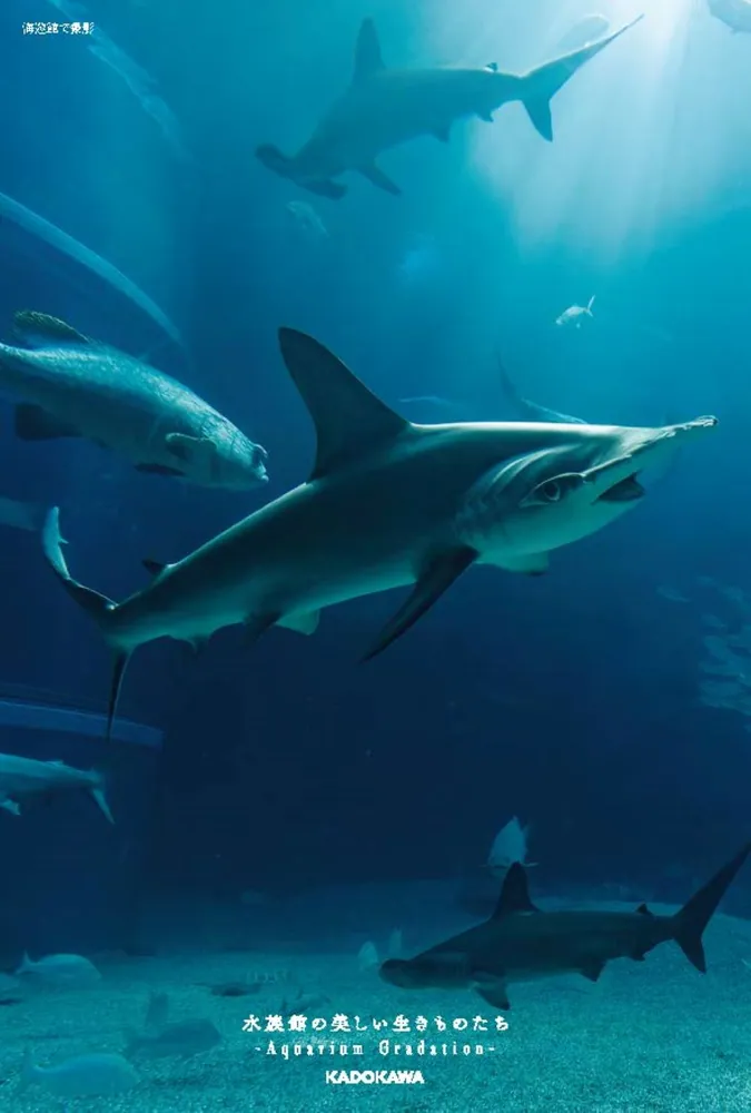 ❌水族館好き(❁ᴗ͈ˬᴗ͈)水族館の生き物 水族館で好きな生き物教えてほしい🦭🦭 #水族館コーデ
