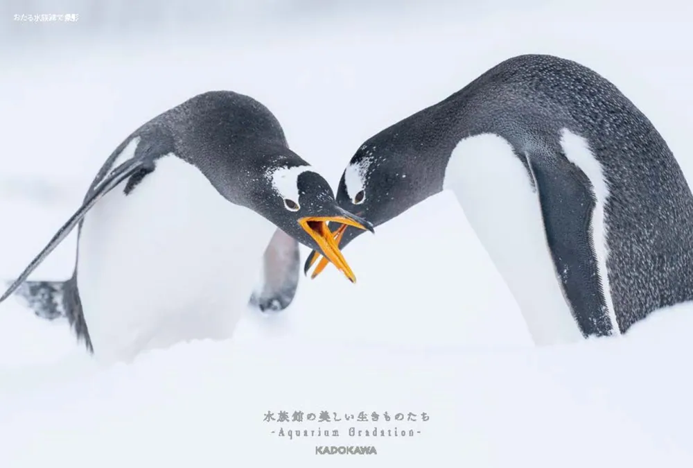 水族館の美しい生きものたち ―Aquarium Gradation―」銀鏡つかさ