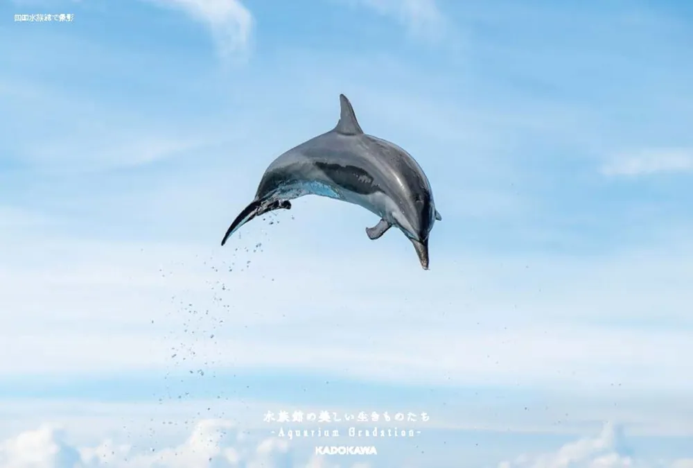❌水族館好き(❁ᴗ͈ˬᴗ͈)水族館の生き物 水族館の美しい生きものたち ―Aquarium Gradation― | 銀鏡