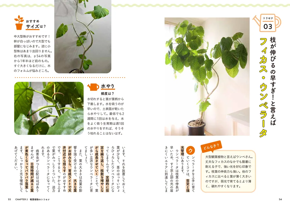 知れば知るほど好きになる！ 世界一たのしい観葉植物教室2