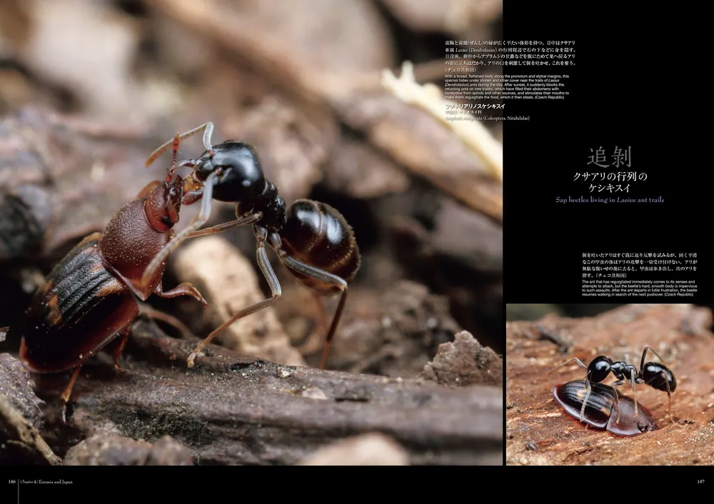 蟻客 アリと共に生きる虫たち」小松貴 [ノンフィクション] - KADOKAWA