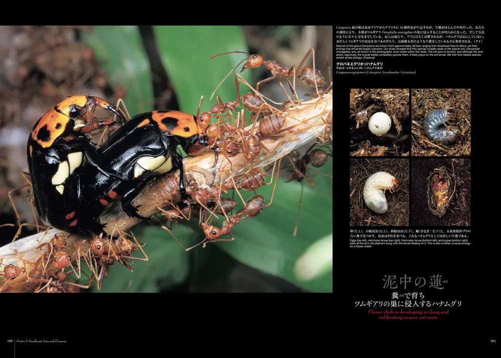 黒蟻蝕 2nd PRESS CD 蟻客 アリと共に生きる虫たち」小松貴 [ノンフィクション] - KADOKAWA