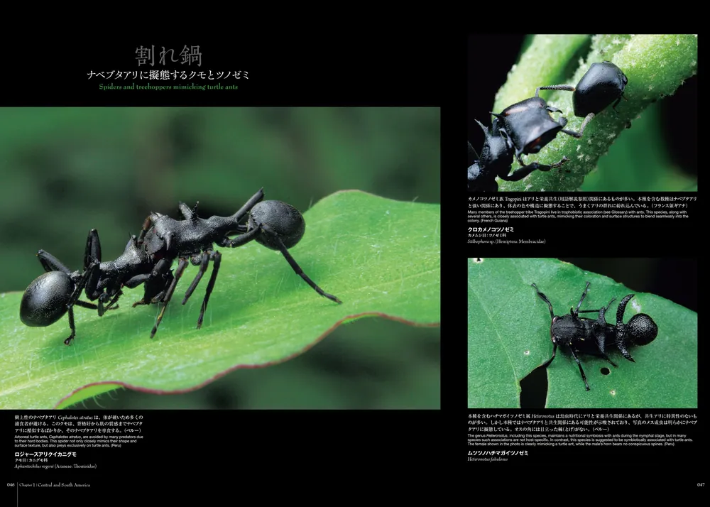 蟻客 アリと共に生きる虫たち」小松貴 [ノンフィクション] - KADOKAWA