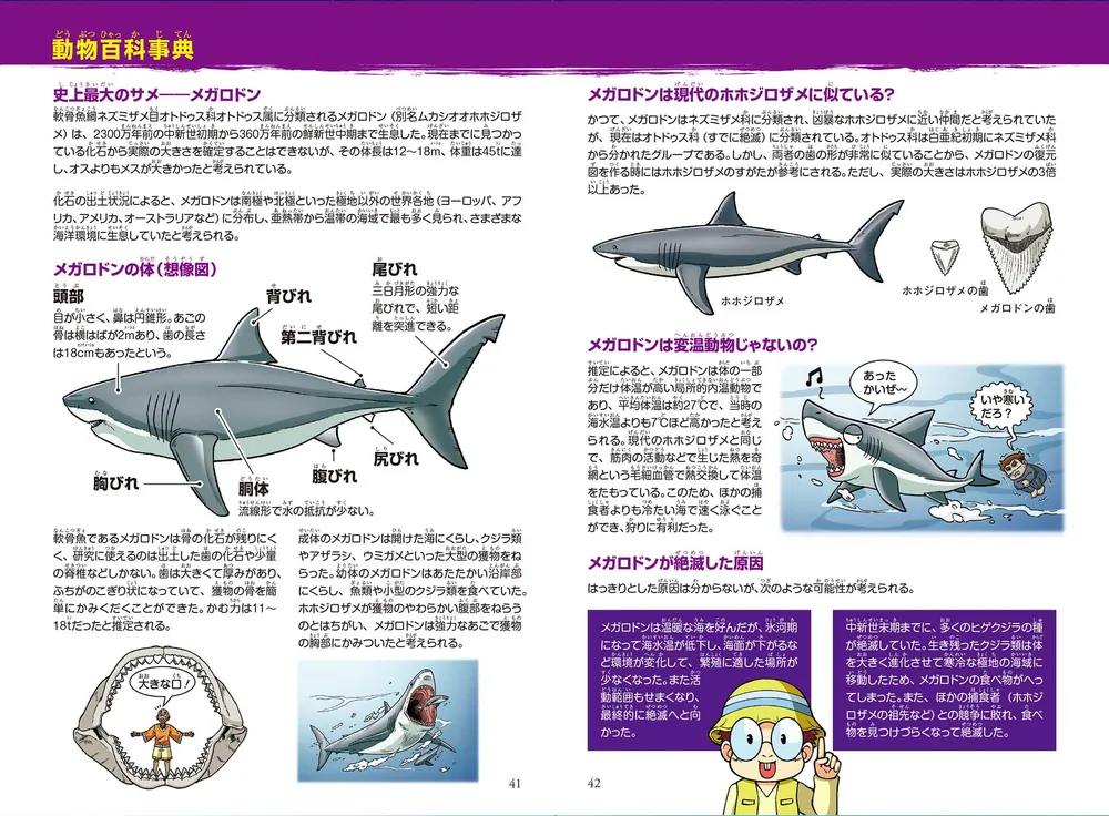 サメ Leopard shark (カリフォルニアドチザメ) in Fisherman's Park