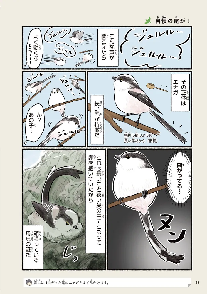 まだまだ！意外と知らない鳥の生活」piropiropiccolo [コミック