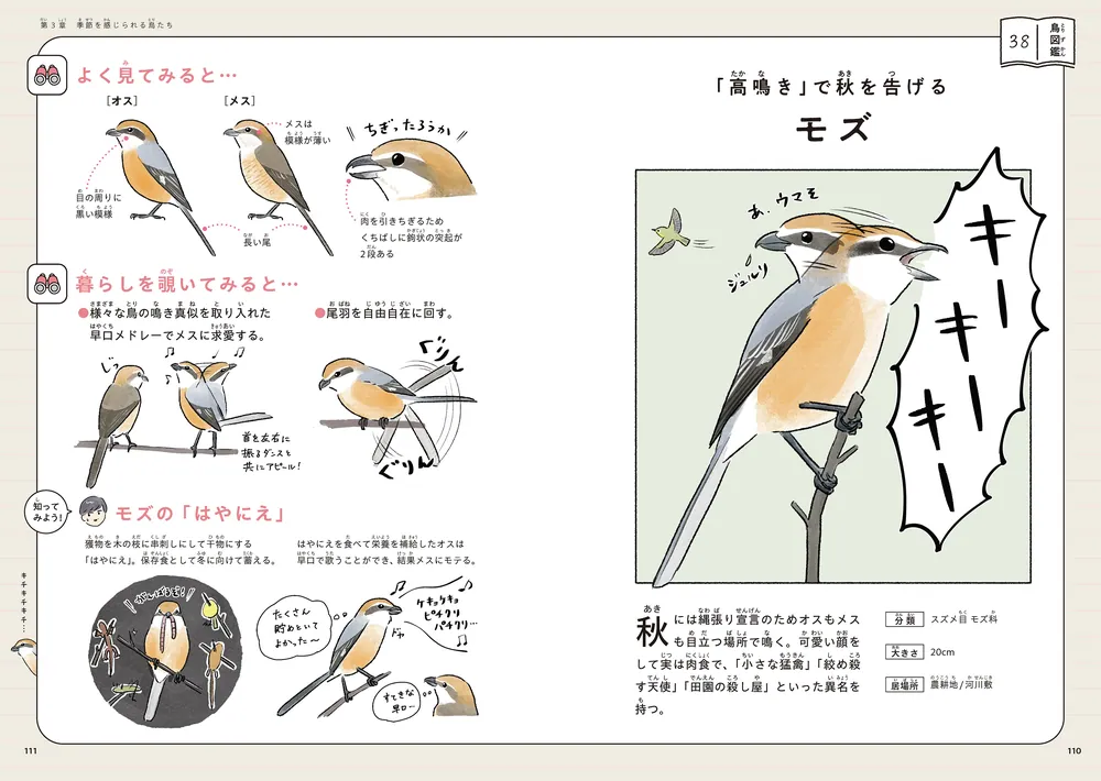 尾長鳥　作者不明　箱なし　MA907 尾長鳥作者不明箱なしMA907