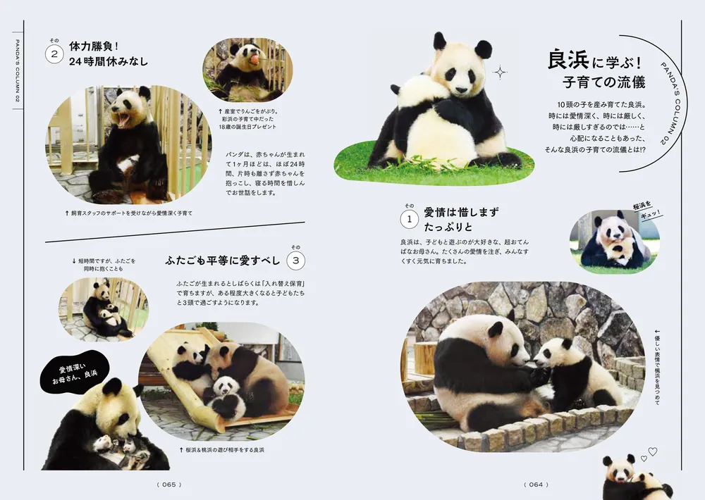 またね、尊いパンダたち。 旅に出たアドベンチャーワールドの浜