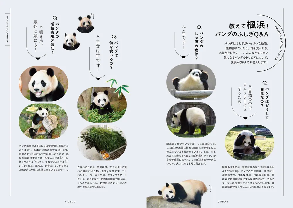 またね、尊いパンダたち。 旅に出たアドベンチャーワールドの浜