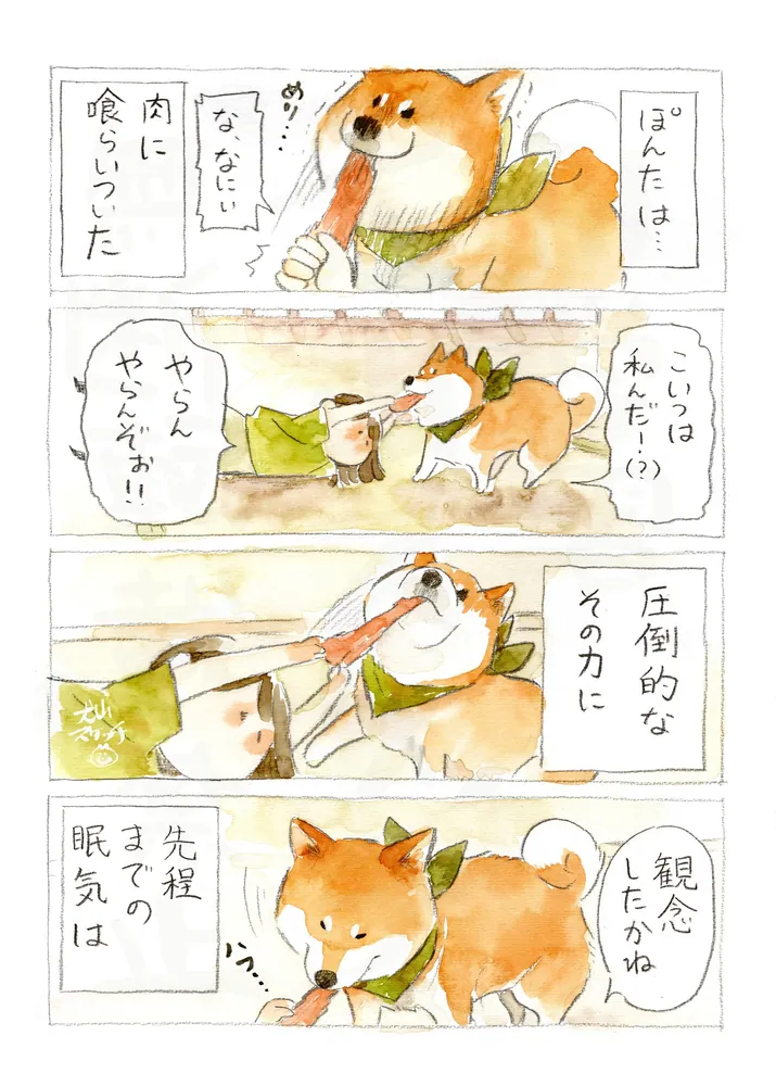 本つげ2本桃1本【椿様オーダー】雀と伏籠 柴犬と肉球 トラ猫＆桜の花 柴犬ぽんちゃん、今日もわが道を行く2」犬山スケッチ [コミック