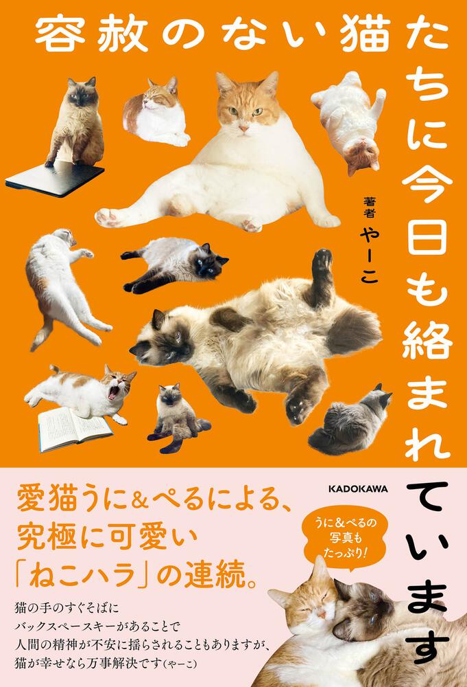 容赦のない猫たちに今日も絡まれています