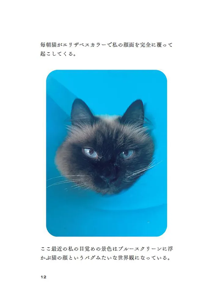 容赦のない猫たちに今日も絡まれています」やーこ [文芸書] - KADOKAWA