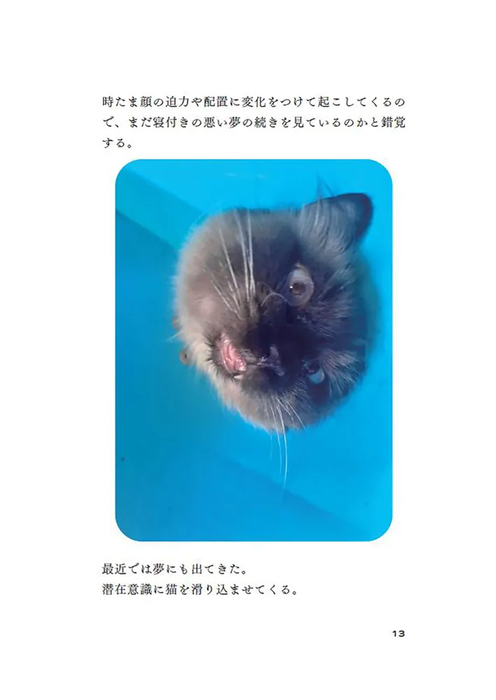 容赦のない猫たちに今日も絡まれています」やーこ [文芸書] - KADOKAWA