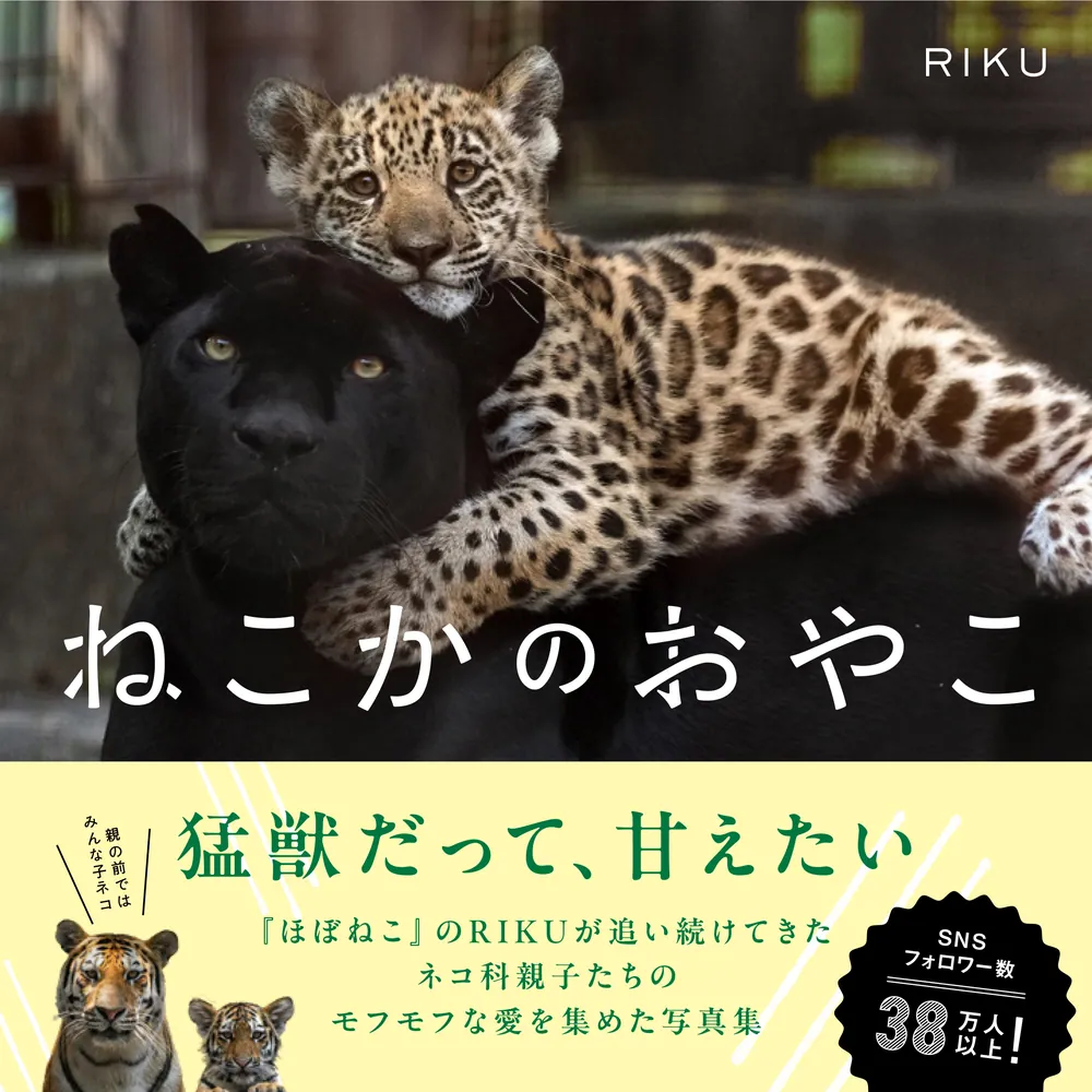 ねこかのおやこ」RIKU [写真集] - KADOKAWA