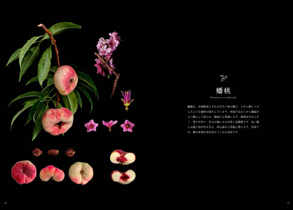 日本の美しき果実たち Fruits & Botanica」塩原真澄 [ノンフィクション