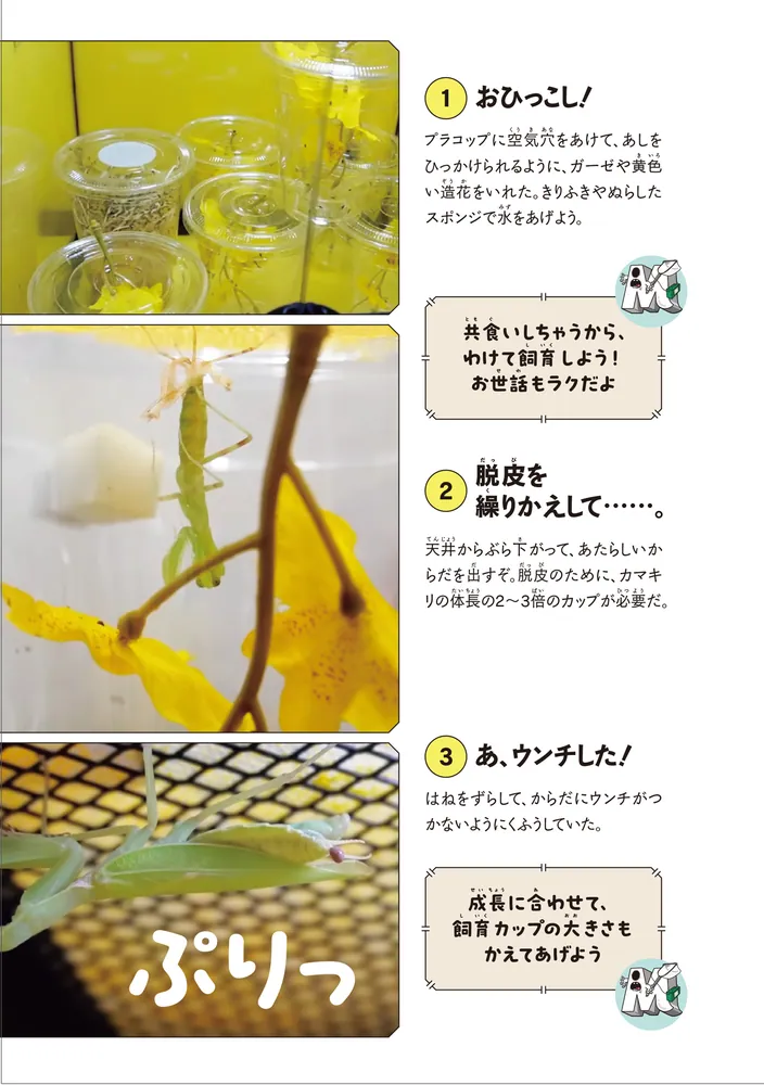 図鑑いきもの飼ってみた カマキリを黄色い世界で育てたらどうなる