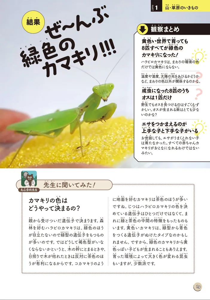 図鑑いきもの飼ってみた カマキリを黄色い世界で育てたらどうなる