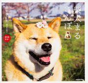 柴犬まるさんぽ DVD付き！